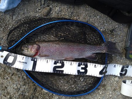 ミノーイングの威力を体感